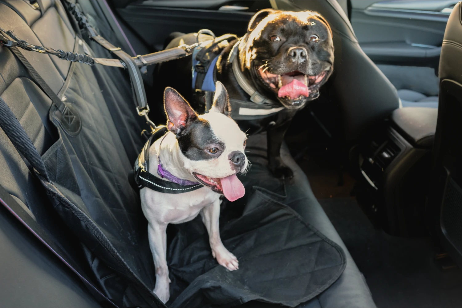 Nissan Frontier Dog Safety Belt for Greater Swiss Mountain Dogs