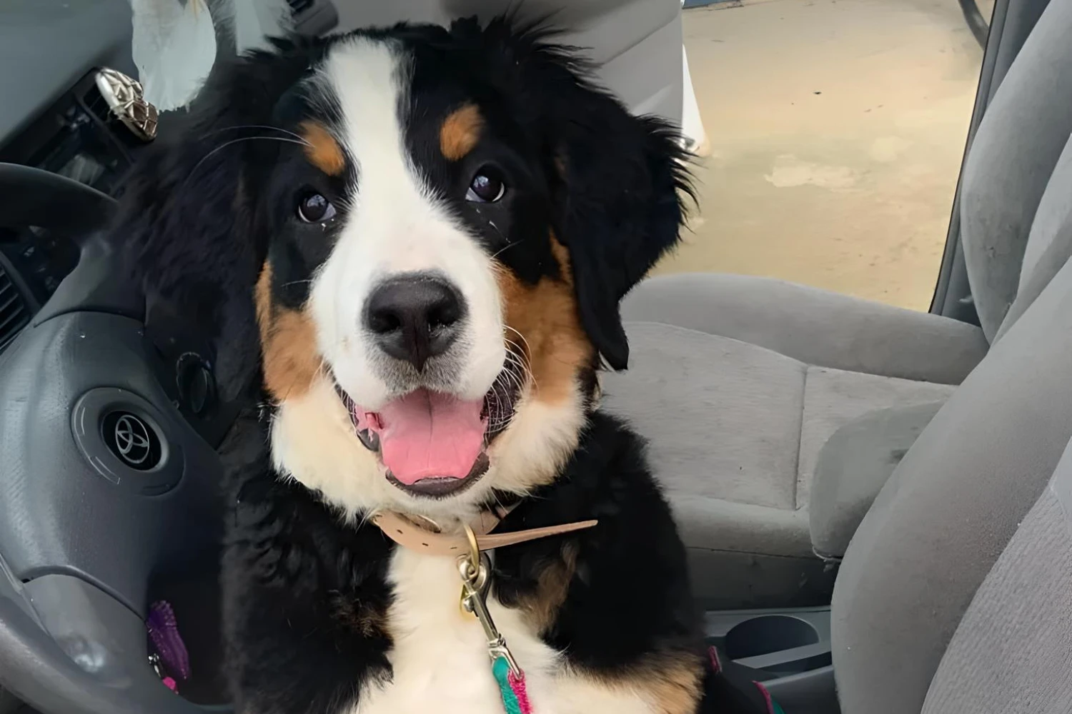 Nissan Frontier Dog Safety Belt for Greater Swiss Mountain Dogs