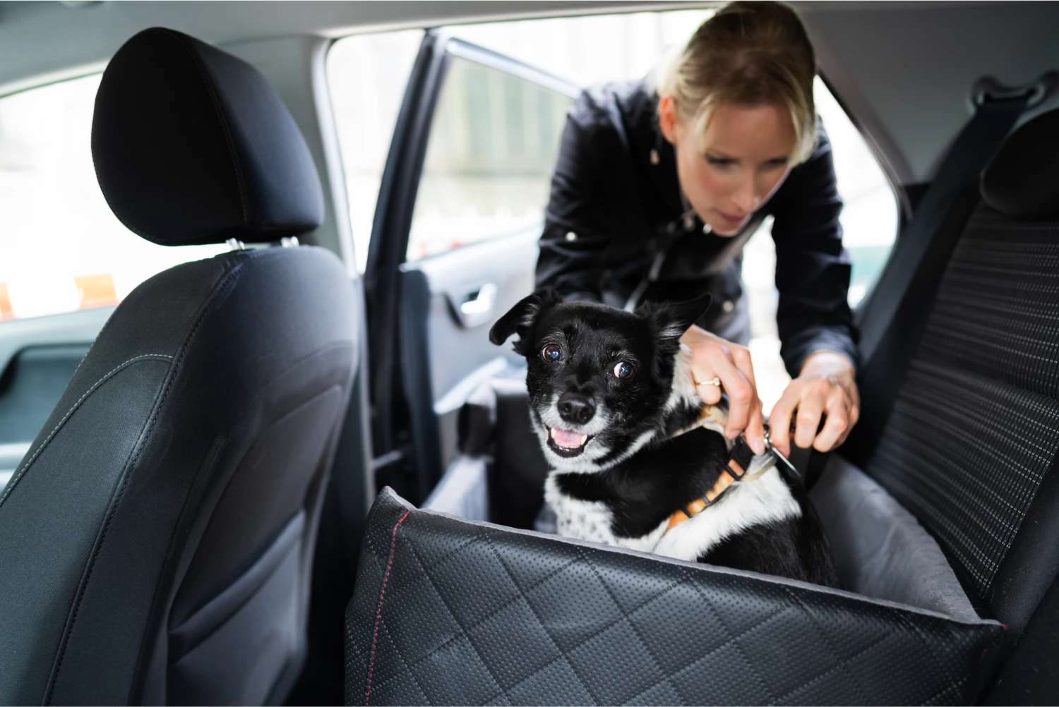 Russell Terriers Dog Car Seat Belt for Kia Rio