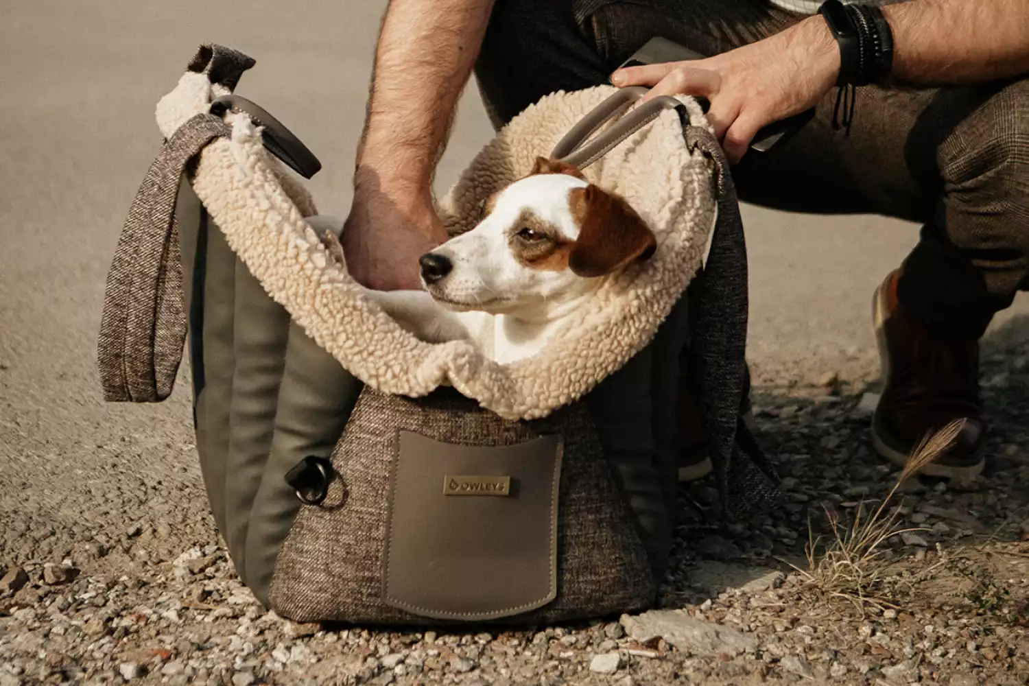 Chevrolet Suburban Dog Carrier Car Seat for American Hairless Terrier