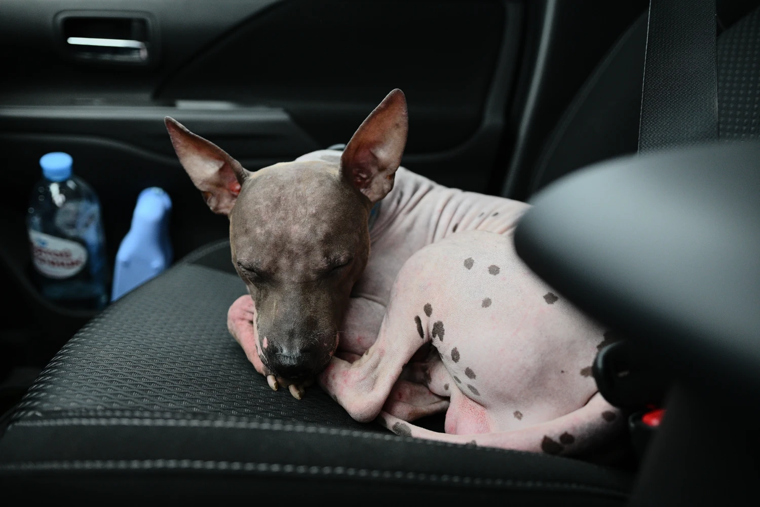 Chevrolet Suburban Dog Carrier Car Seat for American Hairless Terrier